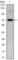 Clock Circadian Regulator antibody, abx010471, Abbexa, Western Blot image 