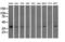 Nucleoredoxin Like 2 antibody, GTX83970, GeneTex, Western Blot image 
