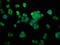 NmrA Like Redox Sensor 1 antibody, LS-C379477, Lifespan Biosciences, Immunofluorescence image 