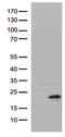 Heparin Binding EGF Like Growth Factor antibody, CF812468, Origene, Western Blot image 