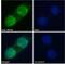 Snf2 Related CREBBP Activator Protein antibody, NBP2-76468, Novus Biologicals, Immunofluorescence image 
