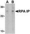 RPA-interacting protein antibody, orb74788, Biorbyt, Western Blot image 