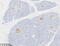 Enolase 2 antibody, CF813804, Origene, Immunohistochemistry paraffin image 