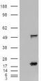 Sonic hedgehog protein antibody, CF500041, Origene, Western Blot image 