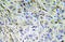 Catenin Beta 1 antibody, AP20926PU-N, Origene, Immunohistochemistry frozen image 