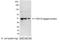 VSV-G epitope tag antibody, A190-130A, Bethyl Labs, Western Blot image 