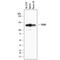 Pumilio RNA Binding Family Member 1 antibody, MAB7628, R&D Systems, Western Blot image 