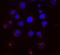 KDEL Endoplasmic Reticulum Protein Retention Receptor 1 antibody, SMC-129D-BI, StressMarq, Immunofluorescence image 