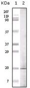 Euchromatic Histone Lysine Methyltransferase 1 antibody, 32-161, ProSci, Western Blot image 