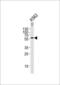 Epsin-3 antibody, GTX81869, GeneTex, Western Blot image 