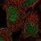 Double C2 Domain Alpha antibody, NBP2-55903, Novus Biologicals, Immunofluorescence image 