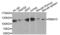 Putative RNA-binding protein 15 antibody, LS-C335515, Lifespan Biosciences, Western Blot image 