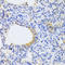 Mitochondrial Ribosomal Protein S30 antibody, STJ28404, St John