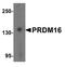 PR/SET Domain 16 antibody, A00782, Boster Biological Technology, Western Blot image 