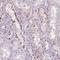Sterile Alpha Motif Domain Containing 5 antibody, PA5-64339, Invitrogen Antibodies, Immunohistochemistry frozen image 