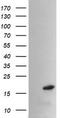 Peptidylprolyl Isomerase Like 3 antibody, TA505381S, Origene, Western Blot image 