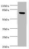 LHRHR antibody, A50342-100, Epigentek, Western Blot image 