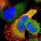 Thyroid Peroxidase antibody, NBP1-80670, Novus Biologicals, Immunofluorescence image 