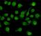 Nuclear Factor I C antibody, GTX16477, GeneTex, Immunofluorescence image 
