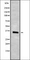 Mitochondrial enolase superfamily member 1 antibody, orb336375, Biorbyt, Western Blot image 