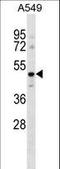 Endothelin B receptor-like protein 2 antibody, LS-C166637, Lifespan Biosciences, Western Blot image 