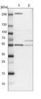Laminin subunit beta-1 antibody, NBP1-88074, Novus Biologicals, Western Blot image 