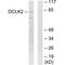 Doublecortin Like Kinase 2 antibody, A09671, Boster Biological Technology, Western Blot image 