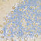 Cytochrome C Oxidase Subunit 6A1 antibody, A09572, Boster Biological Technology, Immunohistochemistry frozen image 