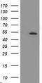 Amyloid Beta Precursor Protein Binding Family B Member 3 antibody, M12763, Boster Biological Technology, Western Blot image 