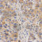 VAMP Associated Protein B And C antibody, A5363, ABclonal Technology, Immunohistochemistry paraffin image 