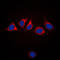 Calnexin antibody, LS-B16505, Lifespan Biosciences, Immunofluorescence image 
