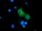 Rho GTPase Activating Protein 25 antibody, TA501746, Origene, Immunofluorescence image 
