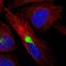 Methionyl-tRNA synthetase, mitochondrial antibody, HPA035589, Atlas Antibodies, Immunofluorescence image 