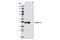 Keratin 17 antibody, 4543T, Cell Signaling Technology, Western Blot image 