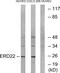 KDEL Endoplasmic Reticulum Protein Retention Receptor 2 antibody, PA5-39163, Invitrogen Antibodies, Western Blot image 