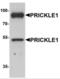 PRICKLE1 antibody, NBP2-81771, Novus Biologicals, Western Blot image 