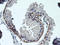 Regulatory Factor X Associated Ankyrin Containing Protein antibody, TA504270, Origene, Immunohistochemistry paraffin image 