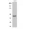 Sphingosine 1-phosphate receptor 4 antibody, LS-C383256, Lifespan Biosciences, Western Blot image 