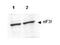 Eukaryotic Translation Initiation Factor 3 Subunit F antibody, TA319432, Origene, Western Blot image 