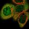 Cbl Proto-Oncogene B antibody, HPA019880, Atlas Antibodies, Immunocytochemistry image 