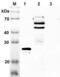 Sentrin-specific protease 2 antibody, ALX-210-482-C100, Enzo Life Sciences, Western Blot image 