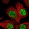 Protein dpy-30 homolog antibody, NBP1-91848, Novus Biologicals, Immunofluorescence image 