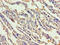 Cobalamin Binding Intrinsic Factor antibody, A56070-100, Epigentek, Immunohistochemistry paraffin image 
