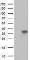 Granulophysin antibody, TA802752, Origene, Western Blot image 