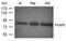 Glutamate Ionotropic Receptor AMPA Type Subunit 1 antibody, orb69567, Biorbyt, Western Blot image 