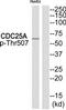 Cell Division Cycle 25A antibody, TA313589, Origene, Western Blot image 
