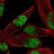 Myocyte Enhancer Factor 2C antibody, NBP1-89468, Novus Biologicals, Immunofluorescence image 