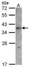 Olfactory receptor 51E1 antibody, GTX100361, GeneTex, Western Blot image 