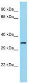 Coenzyme Q9 antibody, TA343301, Origene, Western Blot image 