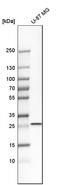 C25KG antibody, HPA019849, Atlas Antibodies, Western Blot image 